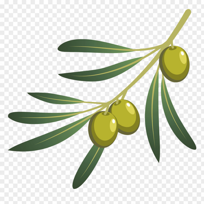 Olives Olive Oil Branch PNG