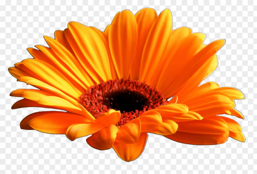 Orange Flower Transvaal Daisy Display Resolution Clip Art PNG