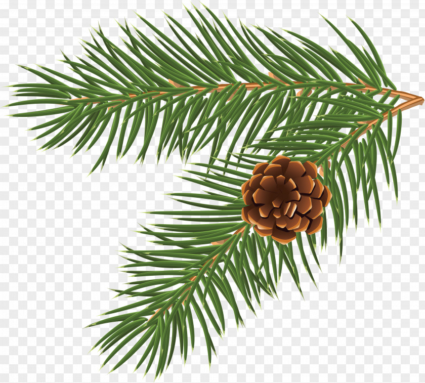 Pine Cone Material Pinus Taeda Conifer Branch Tree Clip Art PNG