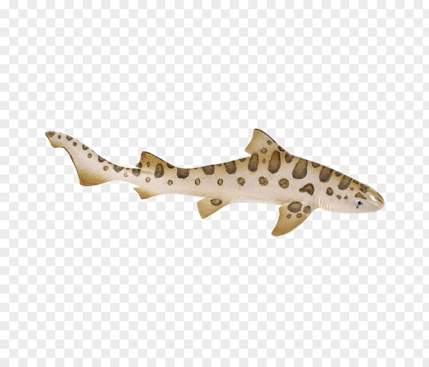 Shark Leopard Safari Ltd Cartilaginous Fishes Zebra PNG