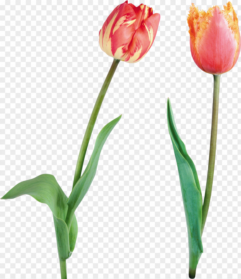 Tulip Flower Desktop Wallpaper Clip Art PNG