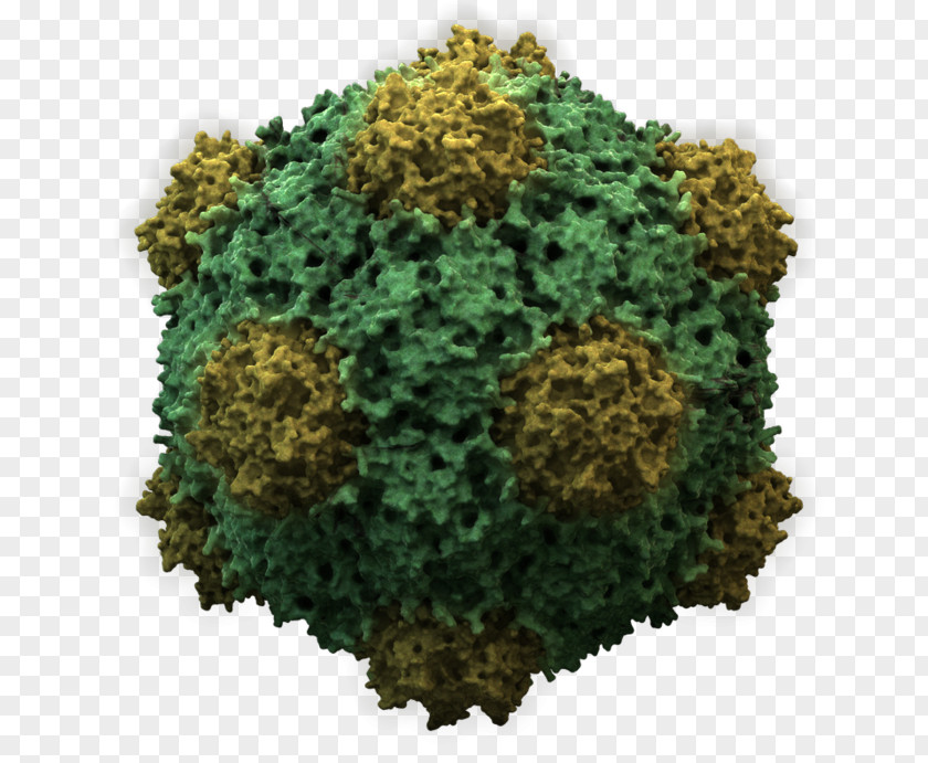 Viruses Cowpea Mosaic Virus Plant PNG