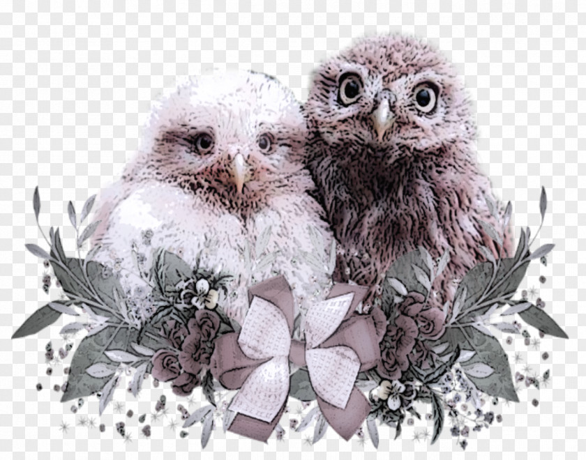 Baby Owls Digital Graphics Fauna Sunday Before Lent PNG