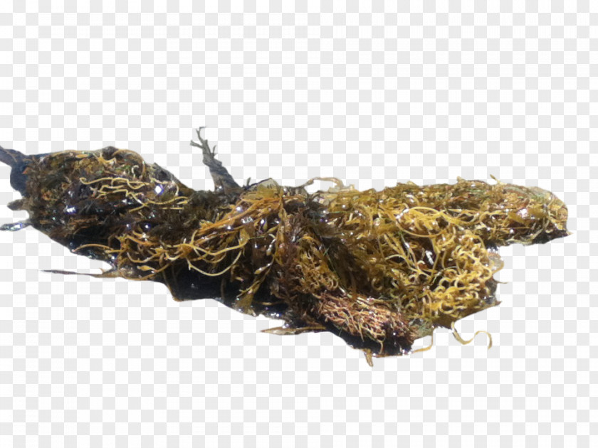 (corresponding Seaweed Macrocystis Pyrifera A PNG