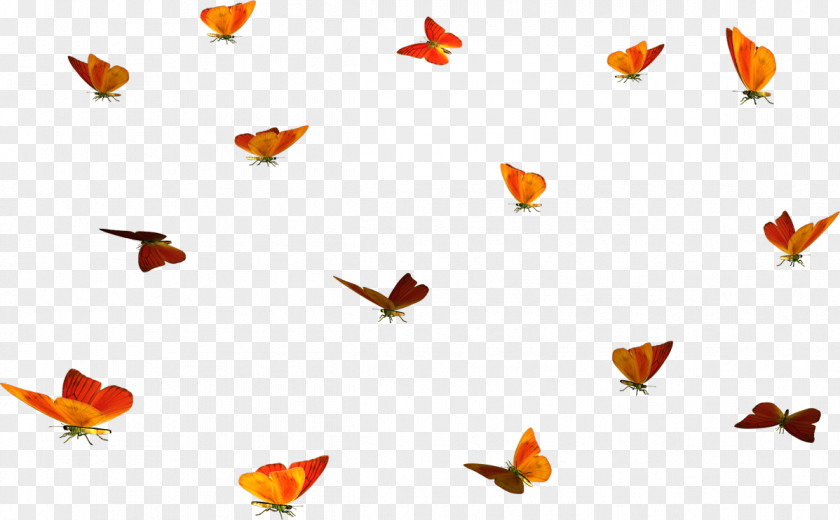 Durian Butterfly Insect Eye Papillon Dog Colias Hyale PNG
