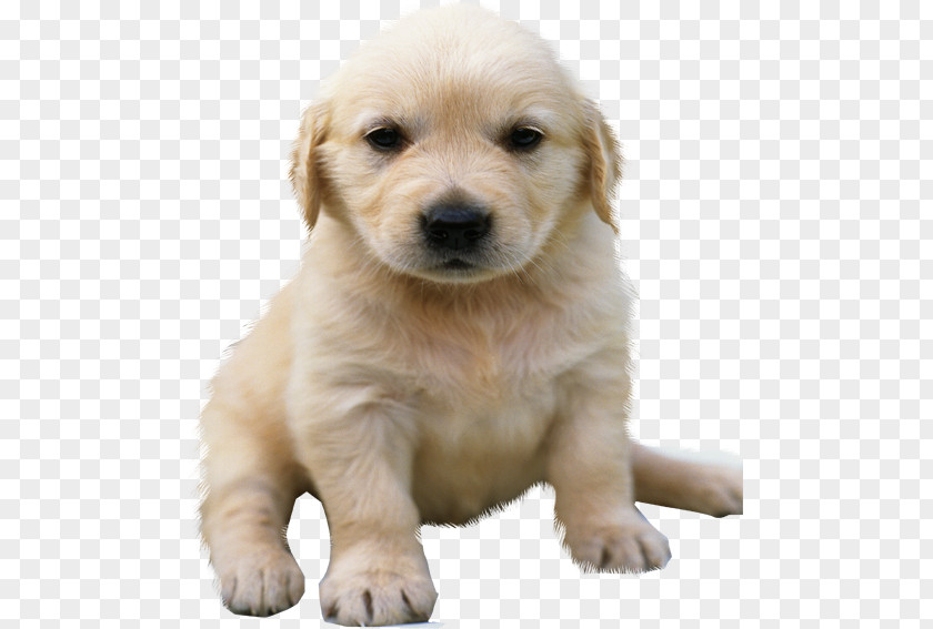 Golden Retriever Puppy Rottweiler German Shepherd PNG