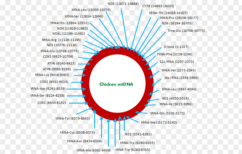 Hen Species Mitochondrial DNA Asil Chicken Whole Genome Sequencing PNG