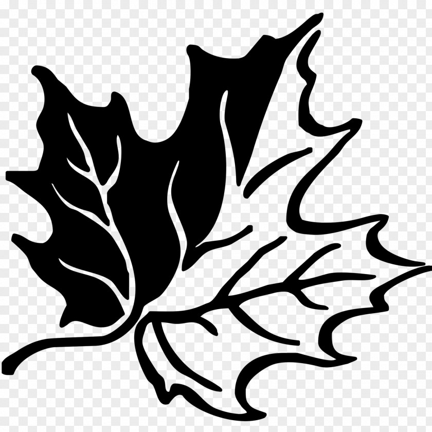 Leaf Canadian Gold Maple Template Canada PNG