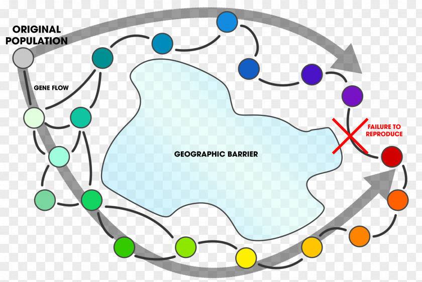 Phi Barrier Ring Species Sympatric Speciation Geographical Isolation Evolution PNG
