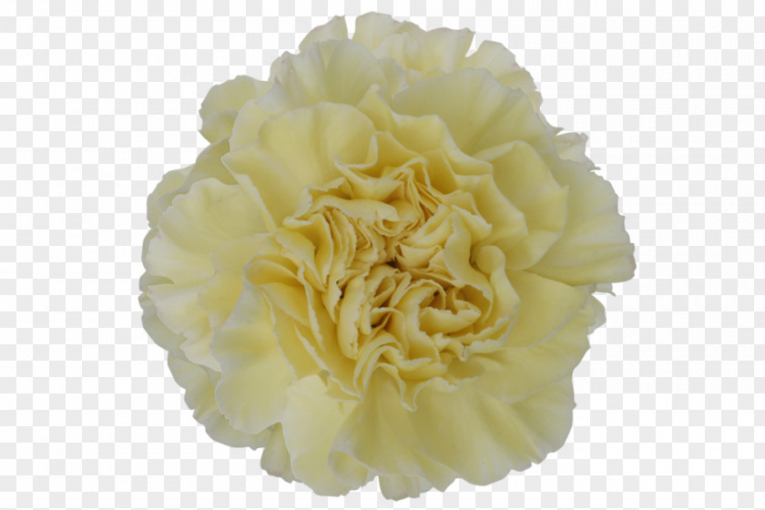 Flower Cut Flowers Carnation Yellow Floristry PNG