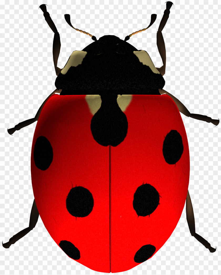 Insect Clip Art Ladybird Beetle The Ladybug PNG