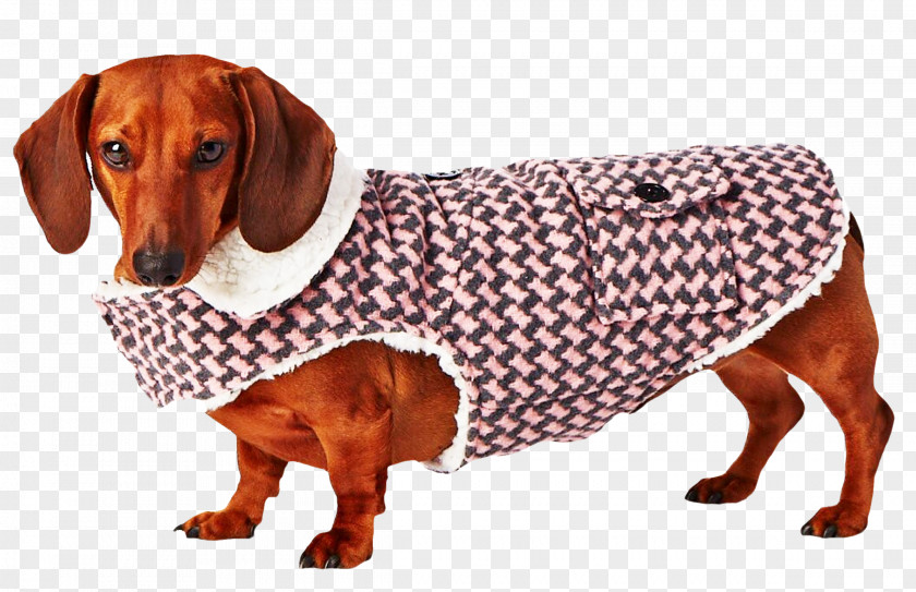 Tugenuff Dog Gear Breed Dachshund Companion Snout PNG