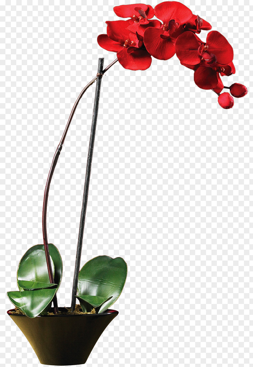 Vase Orchids Phalaenopsis Cornu-cervi Nearly Natural, Inc. Plants PNG