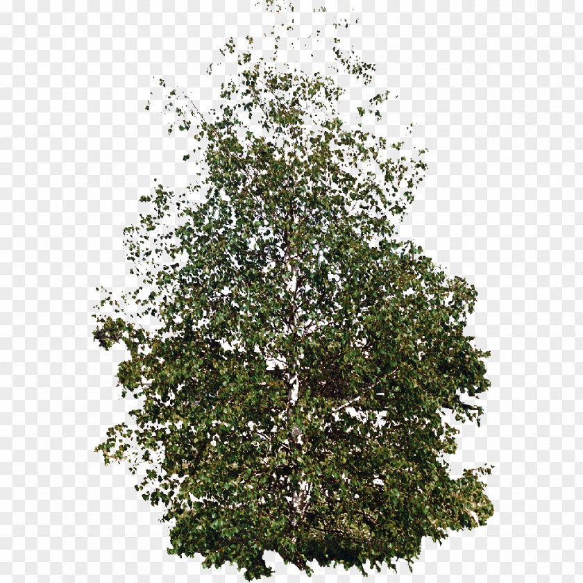 Vegetation Plan Shrub Evergreen Plane Trees Leaf PNG