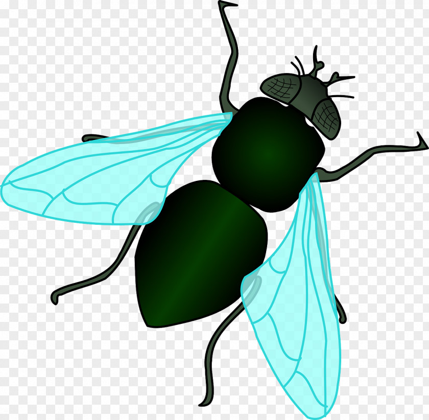 Green Flies Housefly Insect Clip Art PNG
