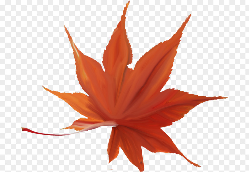 Leaf Japanese Maple Autumn Color Red PNG