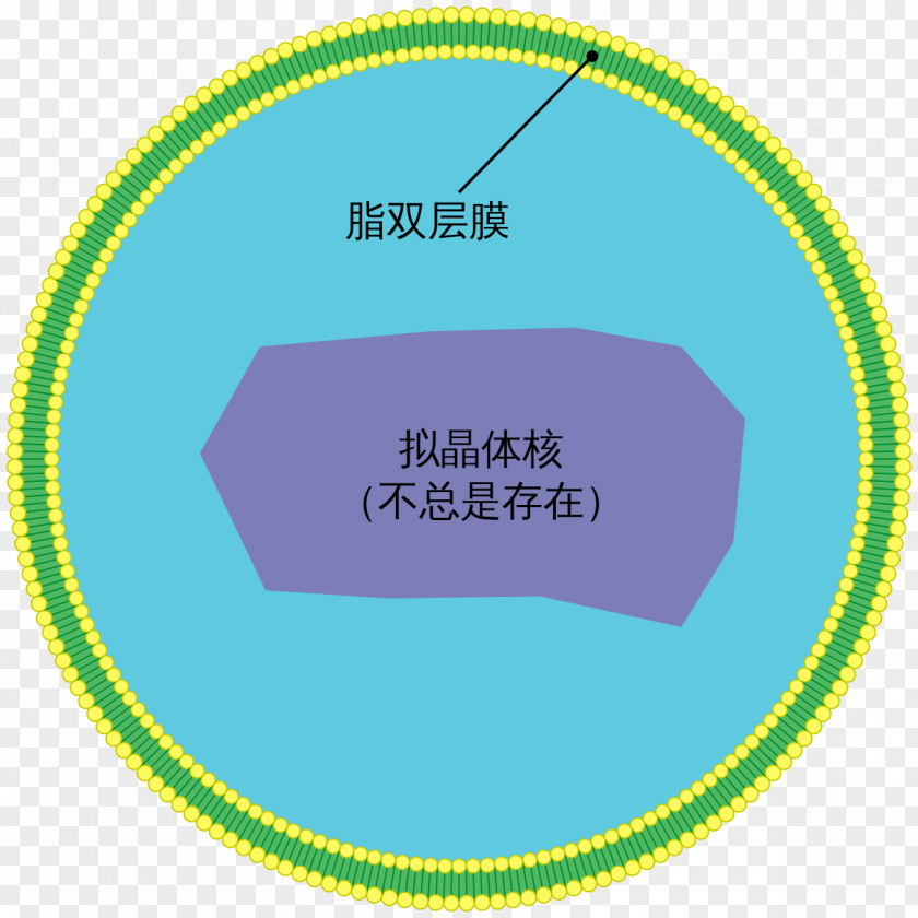 Peroxisome Proliferator-activated Receptor Alpha Very Long Chain Fatty Acid Cell Organelle PNG