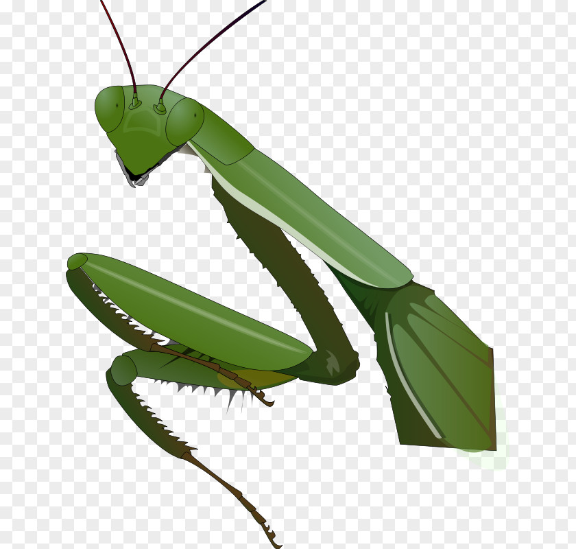 Pictures Of Praying Hands Insect Mantis Clip Art PNG