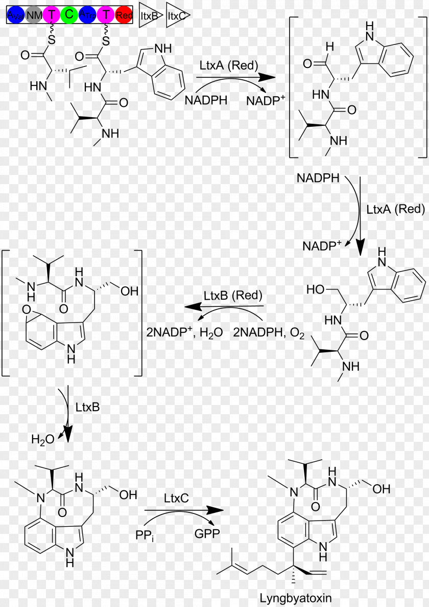 Biosynthesis Lyngbyatoxin-a Moorea Producens Cyanotoxin Blue-green Bacteria Indole Alkaloid PNG