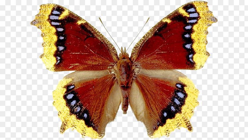 Butterfly Red GIF Clip Art Image File Format PNG