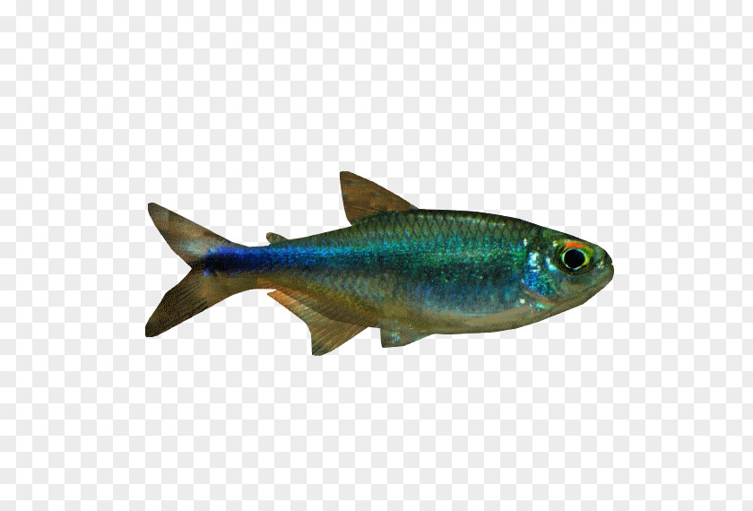 Fish Sardine Rummy-nose Tetra Bucktooth PNG