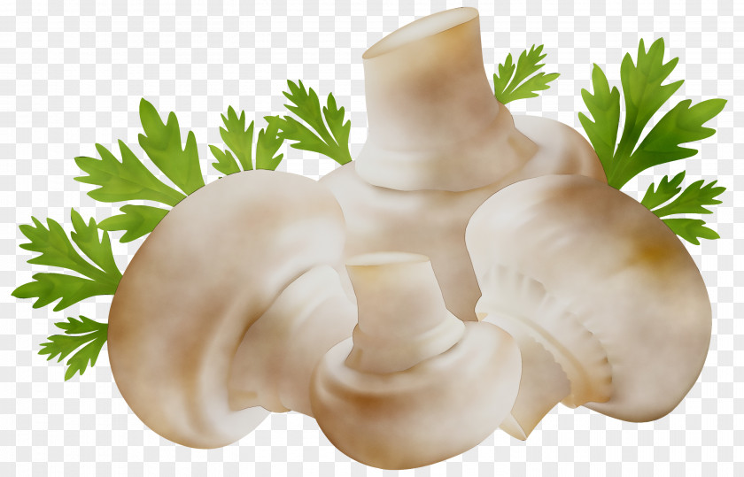 Mushroom Vector Graphics Clip Art PNG