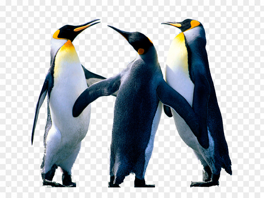 Penguin Microsoft Word Image Editing PNG