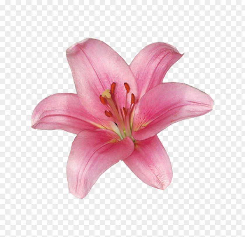 Pink Lily Lilium Stargazer Flower Wedding PNG