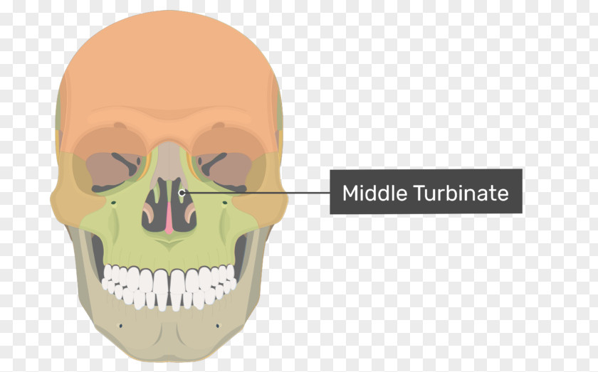 Skull Vomer Nasal Bone Ethmoid Human Skeleton PNG