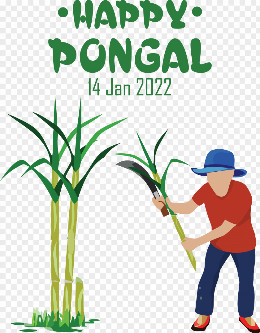 Sugarcane Royalty-free Sugar Television Plant PNG