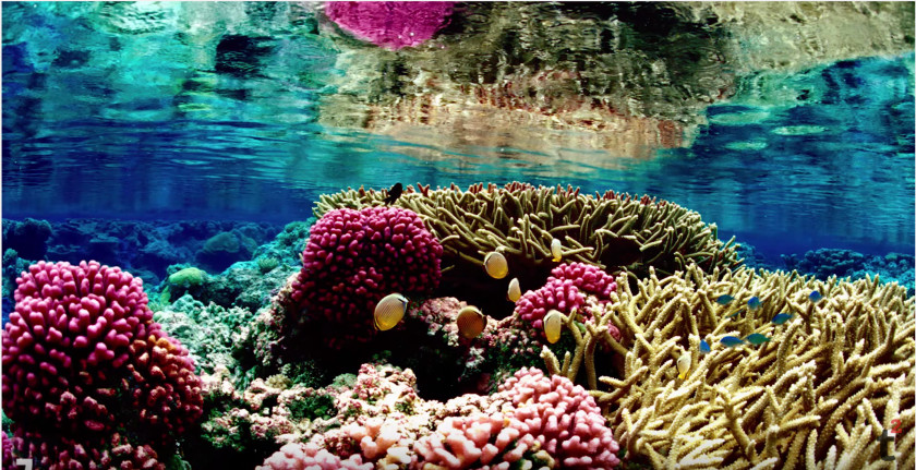 Coral Great Barrier Reef Bleaching Global Warming PNG