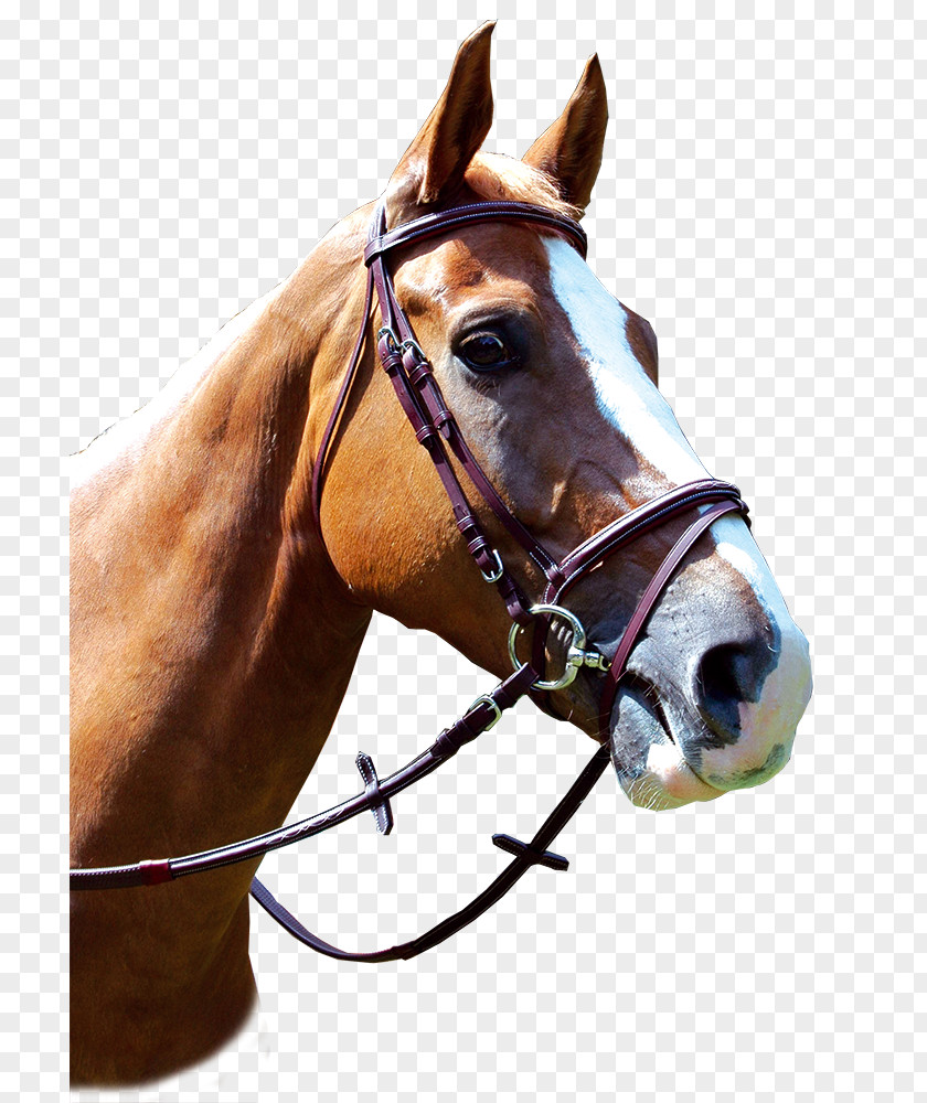 Horse Halter Filet Equestrian Noseband PNG