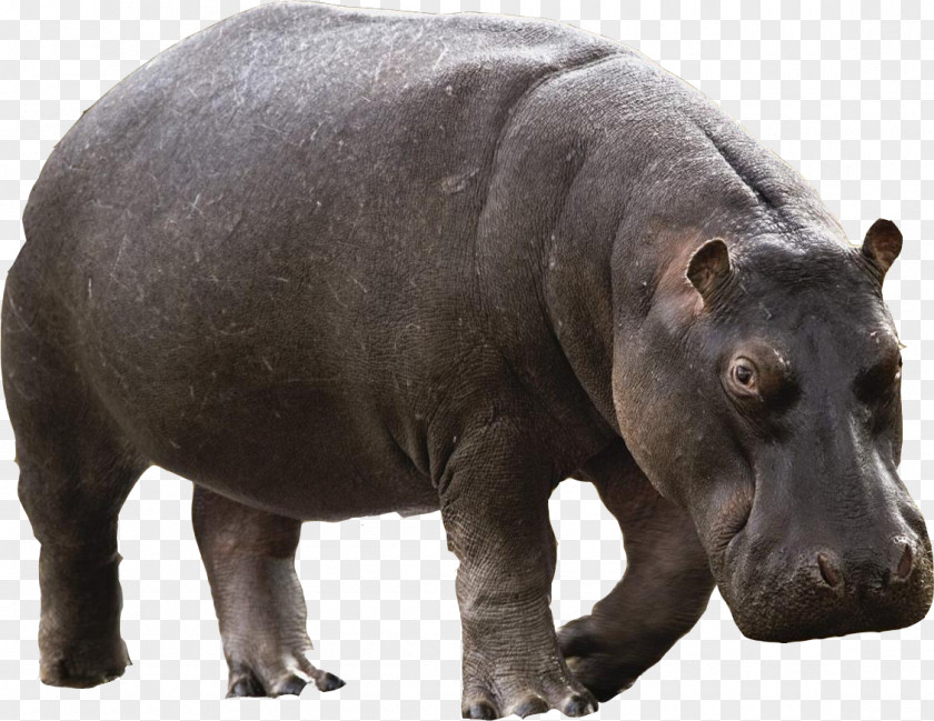 Moto Hippo Hippopotamus Transparency Image Psd PNG