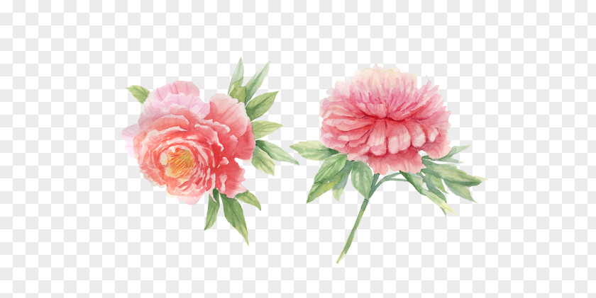 Peony Watercolor Painting PNG