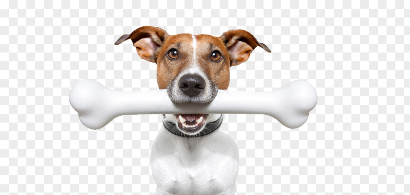 Puppy Jack Russell Terrier Stock Photography Bone Veterinarian PNG