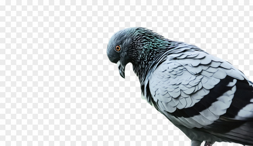 Rock Dove Macaw Bird PNG