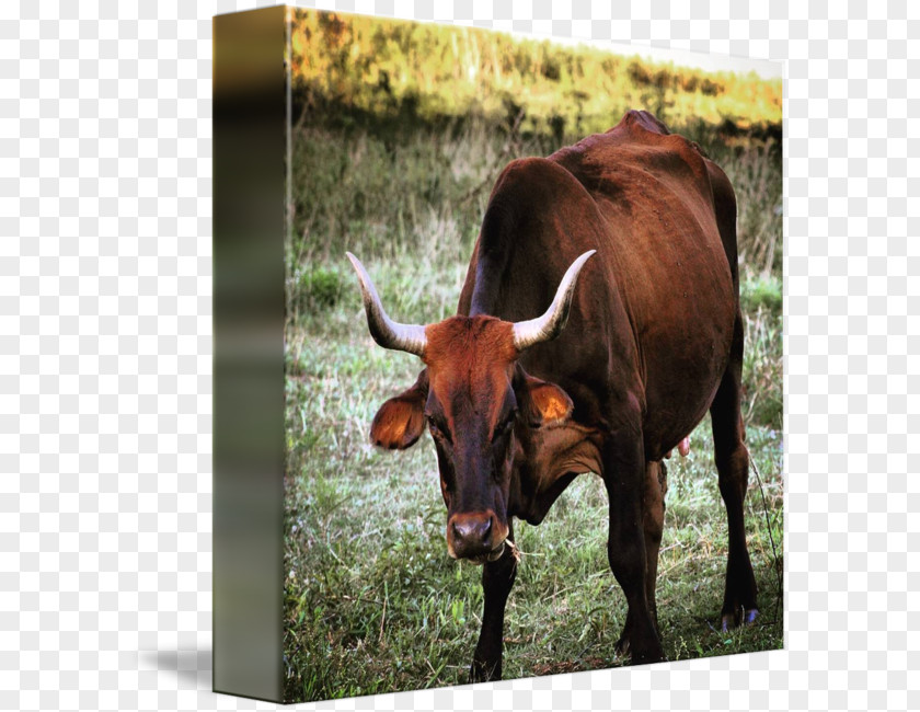 Bull Texas Longhorn English Ox Pasture PNG