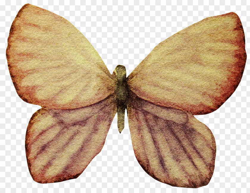 Butterfly Decoration Gratis Euclidean Vector PNG