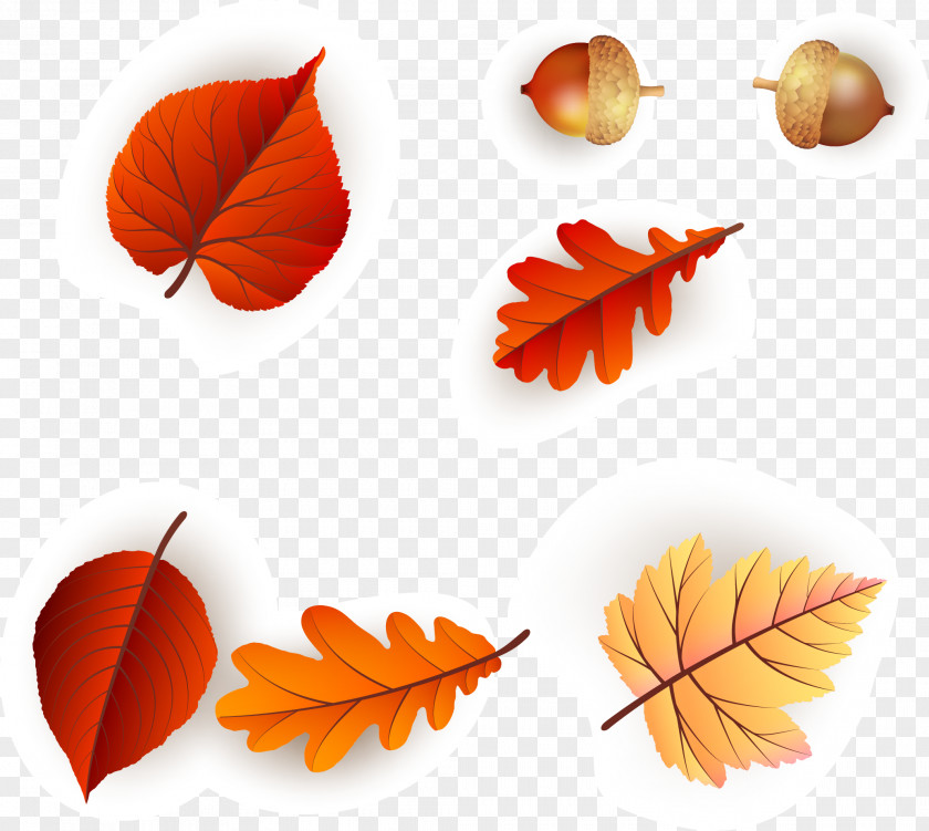 Continental Colorful Fresh Maple Leaf Pattern Vector Beautiful Orange PNG