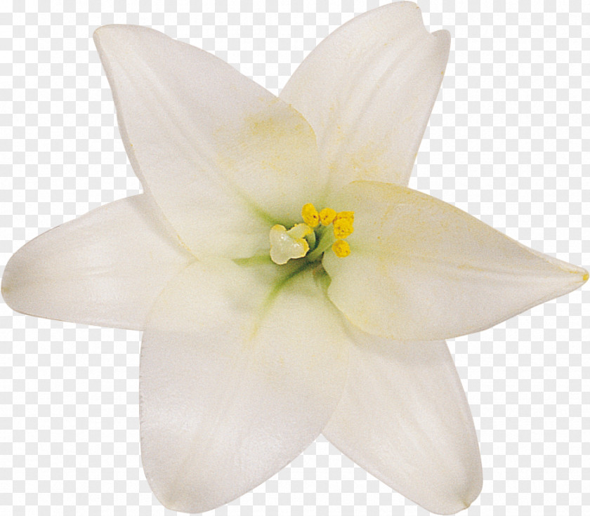 Cut Flowers Petal Lily M PNG