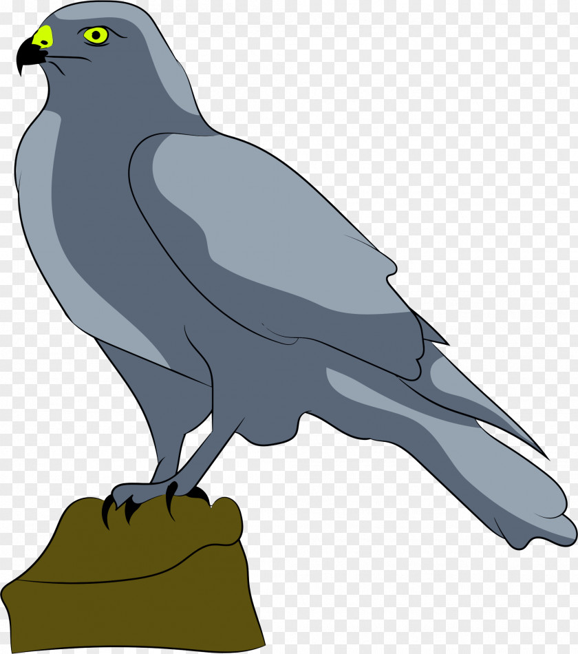 Falcon Bird Drawing Clip Art PNG