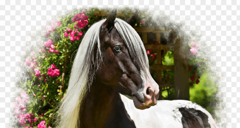 Gypsy Horse Stallion Mane Thoroughbred Mare PNG
