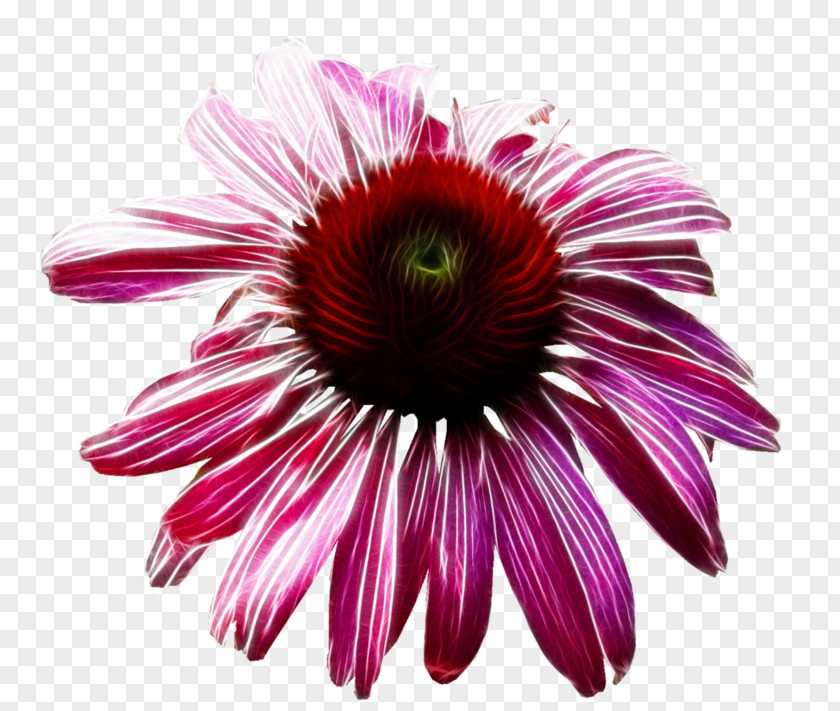 Ice Plant Family Gazania Pink Flowers Background PNG