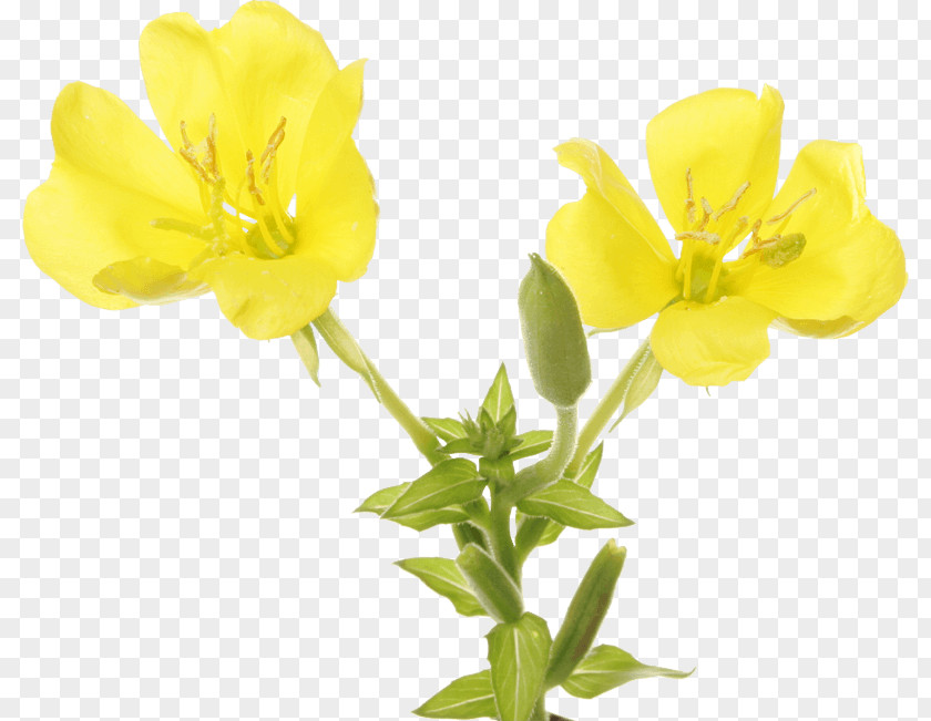 Oil Large-flowered Evening-primrose Narrow-leaved Sundrops Common PNG