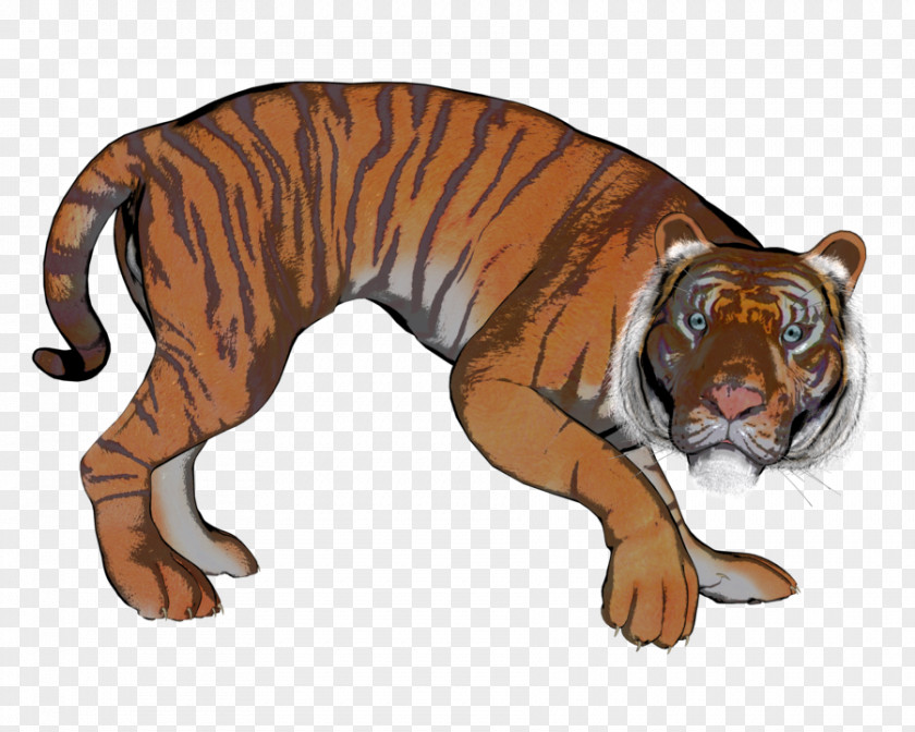 Tiger Lion Fauna Wildlife Puma PNG