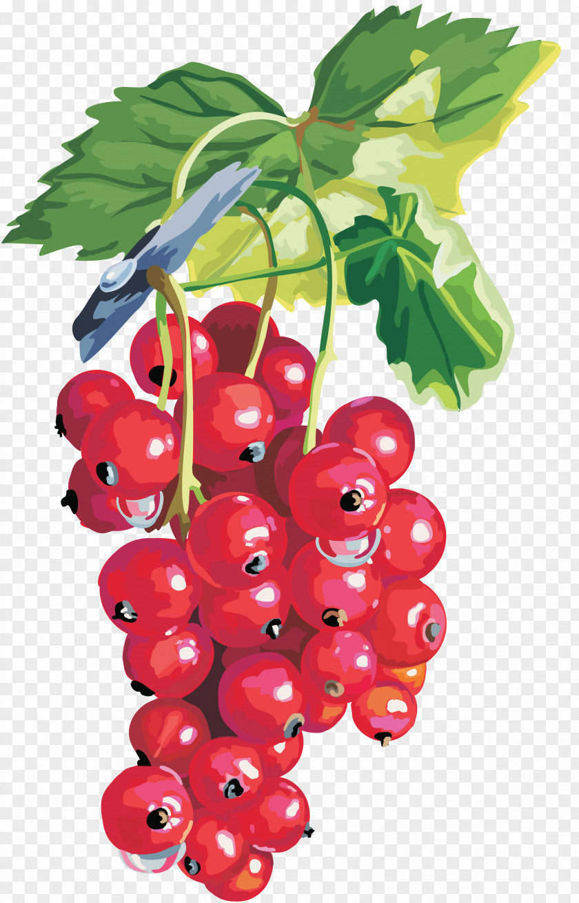Berries Blackcurrant Redcurrant Gooseberry Shrub Clip Art PNG