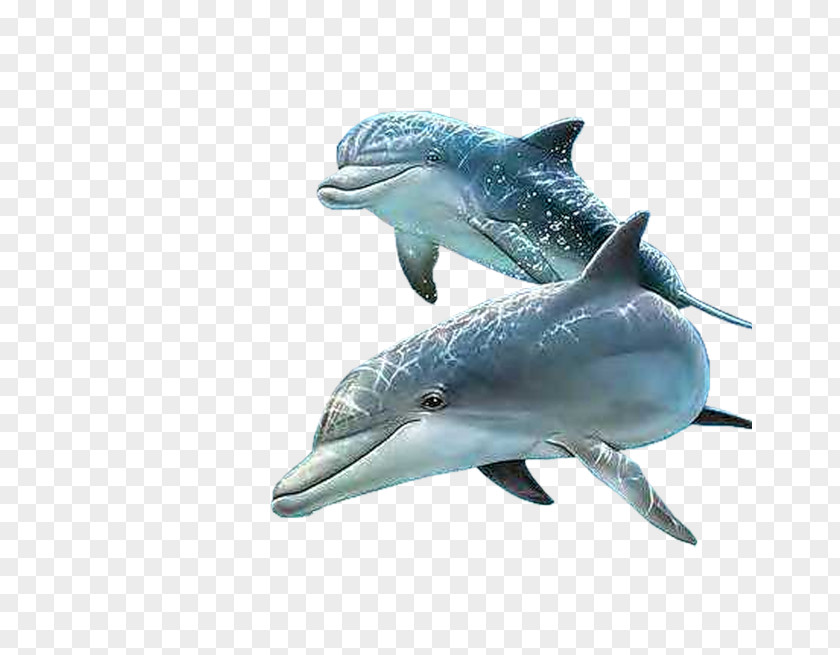 Dolphin Apple IPhone 7 Plus Photography PNG