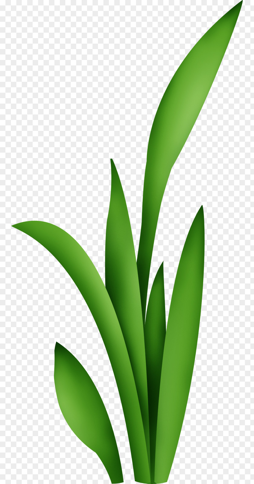 Green PNG