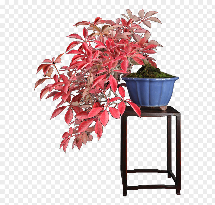 Plum Blossom Bonsai Flowerpot Houseplant Leaf Tree PNG