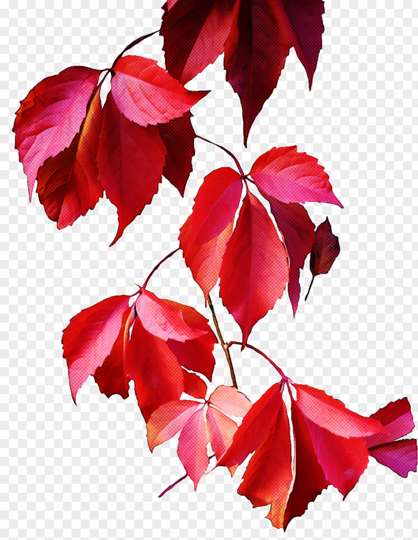 Twig Deciduous Leaf Red Tree Flower Plant PNG